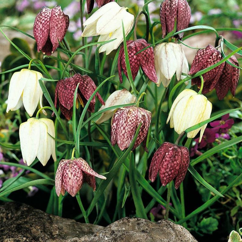 Fritillaria