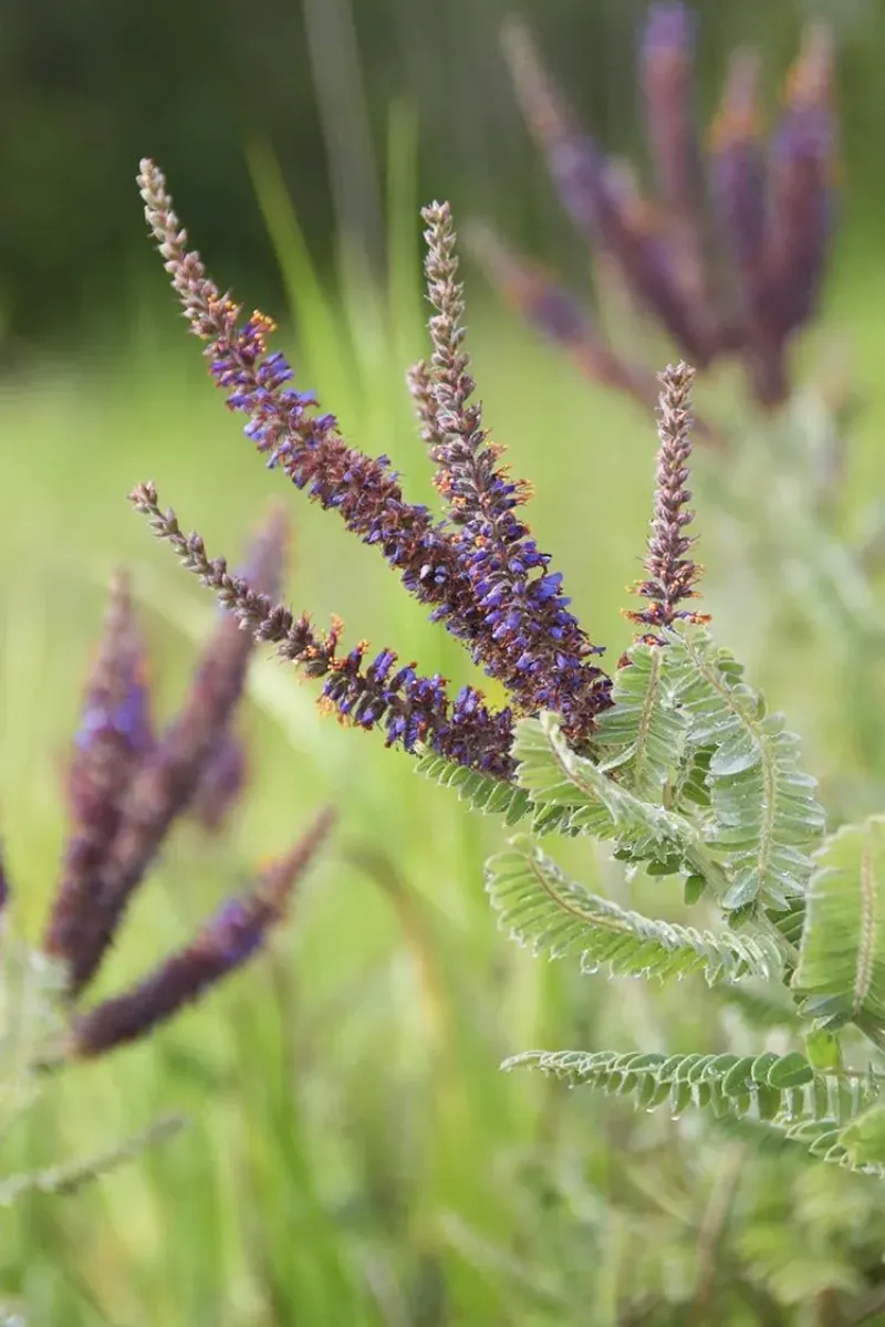 Leadplant (Amorpha canescens)