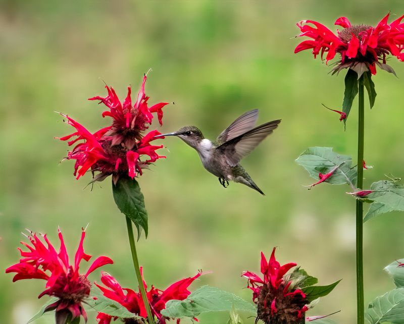 Bee Balm (Monarda)