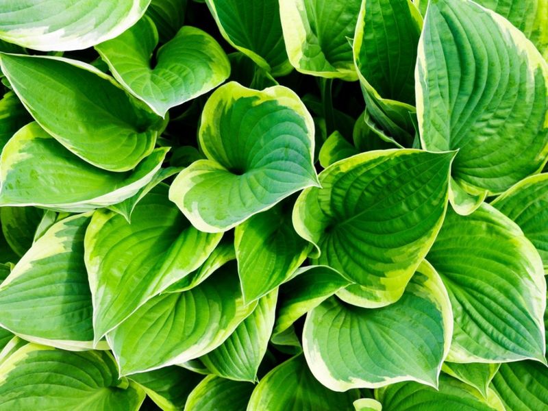 Hosta