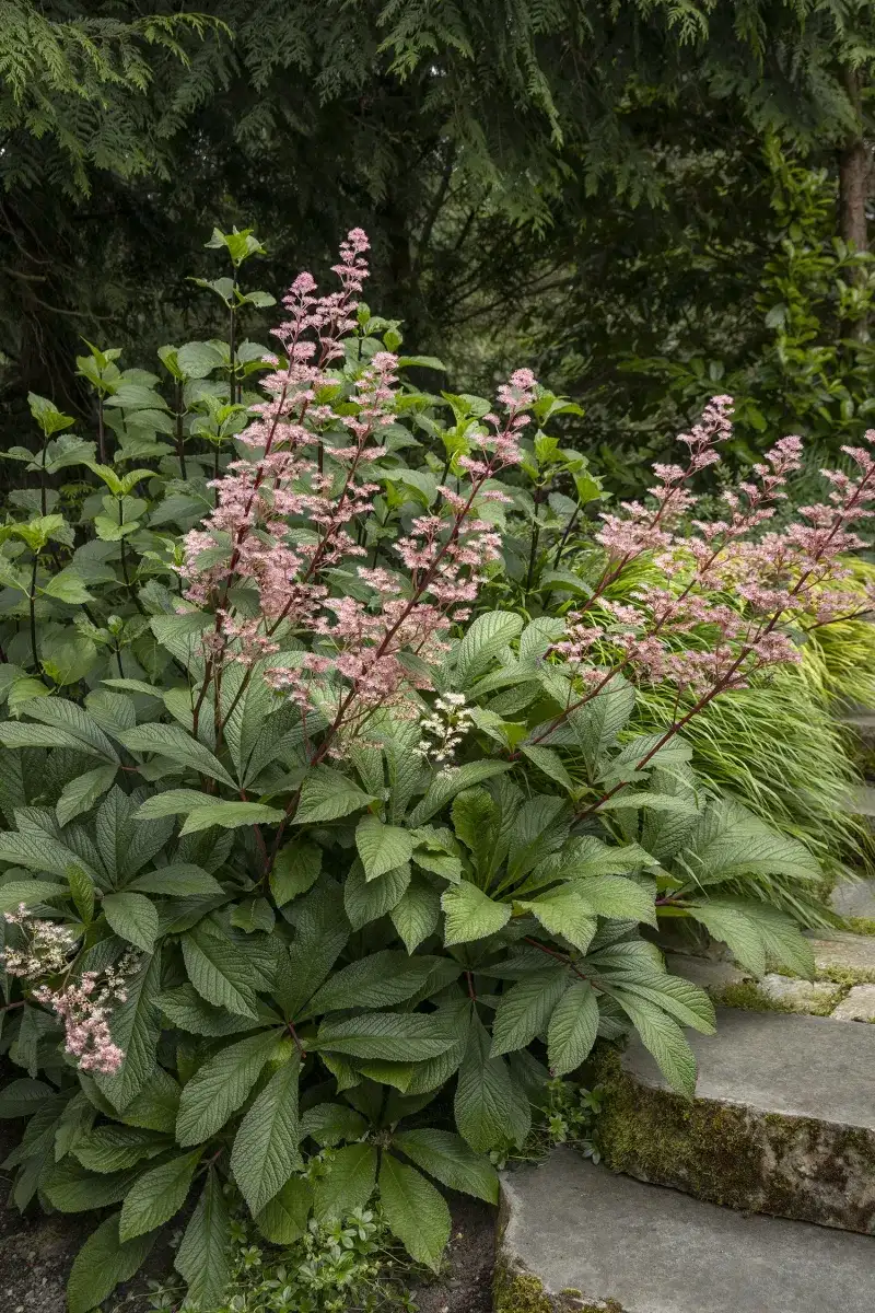 Rodgersia: Bronze Beauty with Textured Leaves