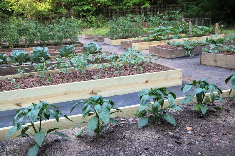 Use Raised Beds