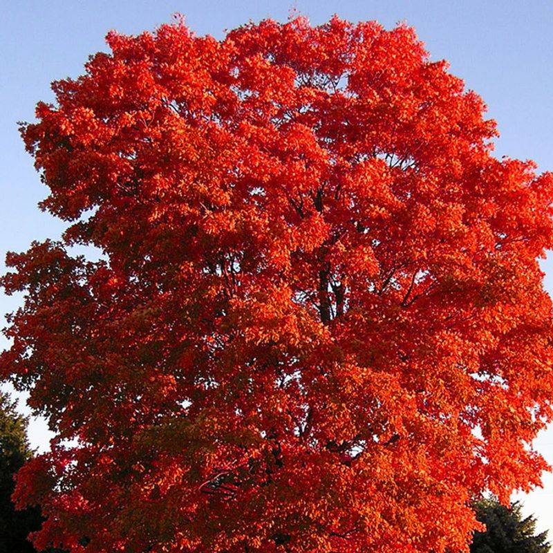 Red Maple