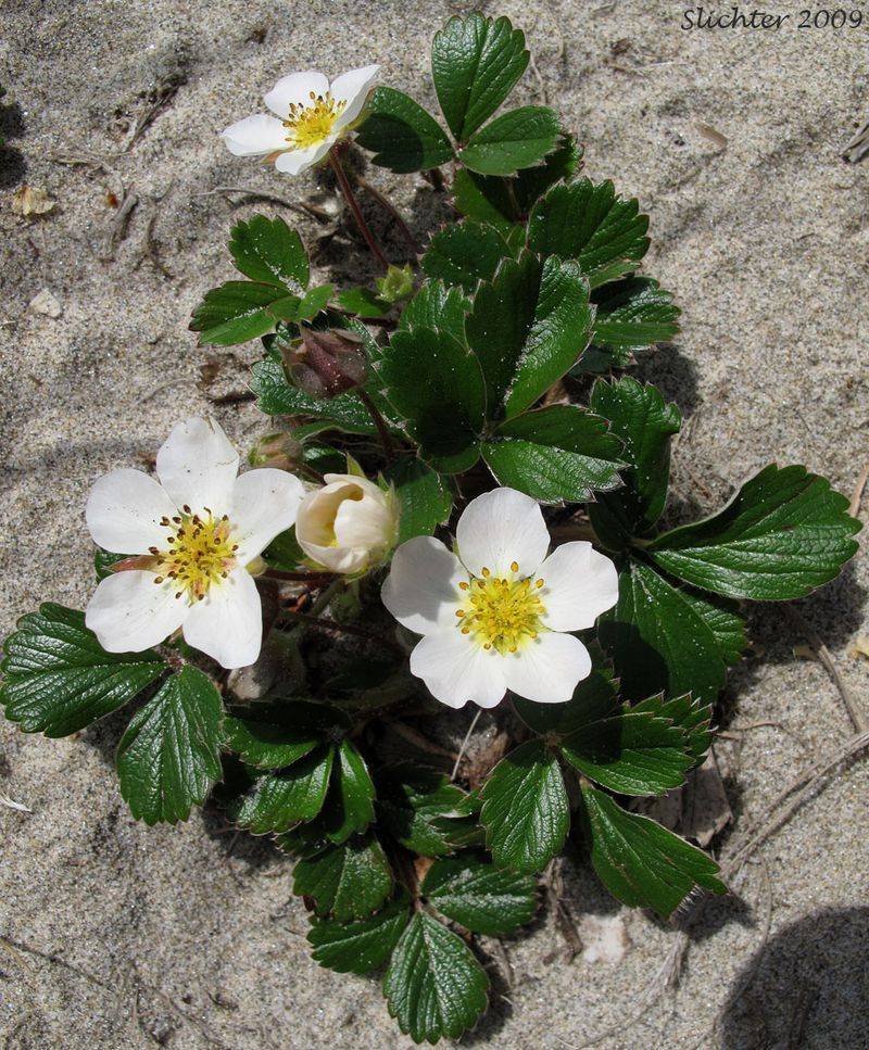 Beach Strawberry (Fragaria chiloensis)