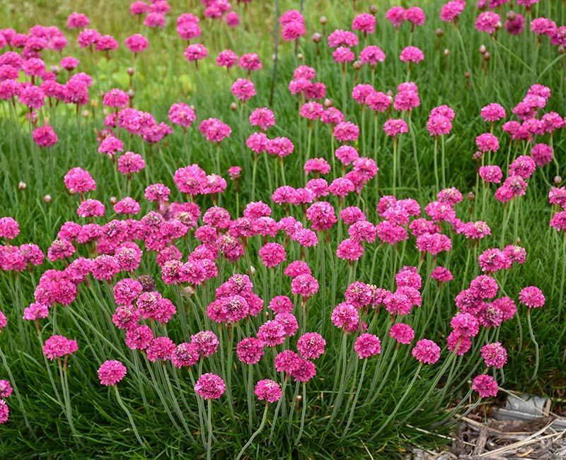 Sea Thrift (Armeria maritima)