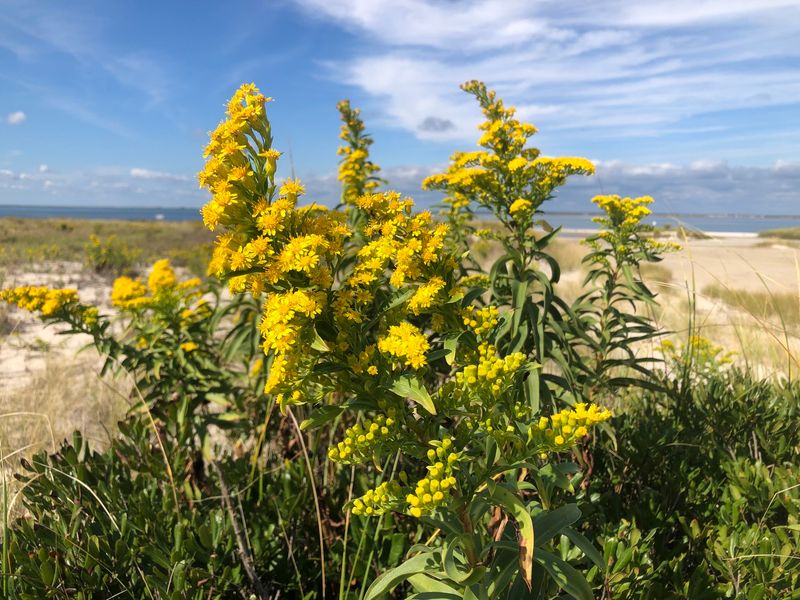 Seaside Goldenrod (Solidago sempervirens)