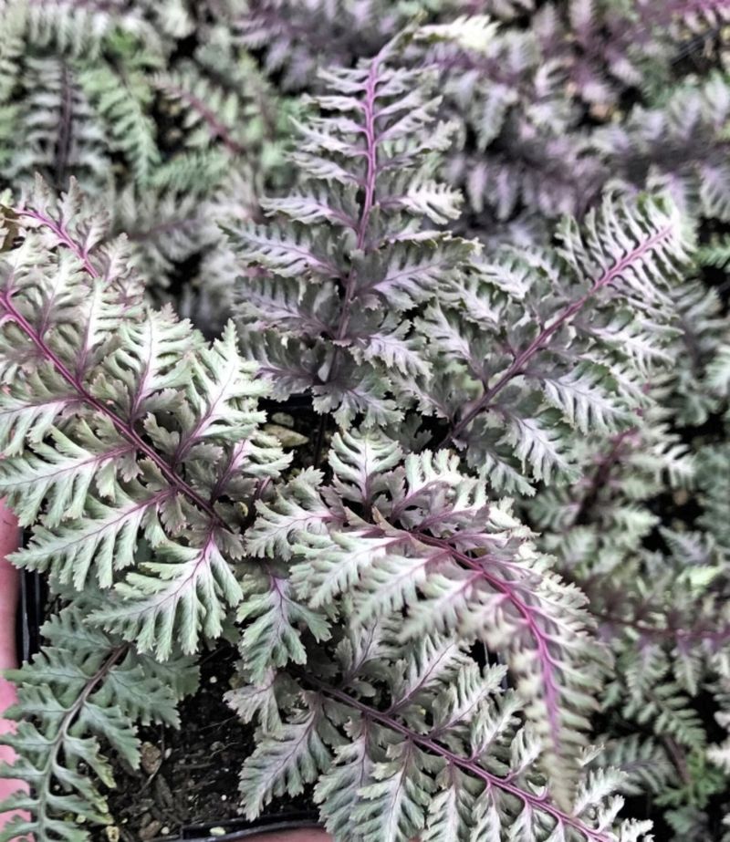 Japanese Painted Fern (Athyrium)