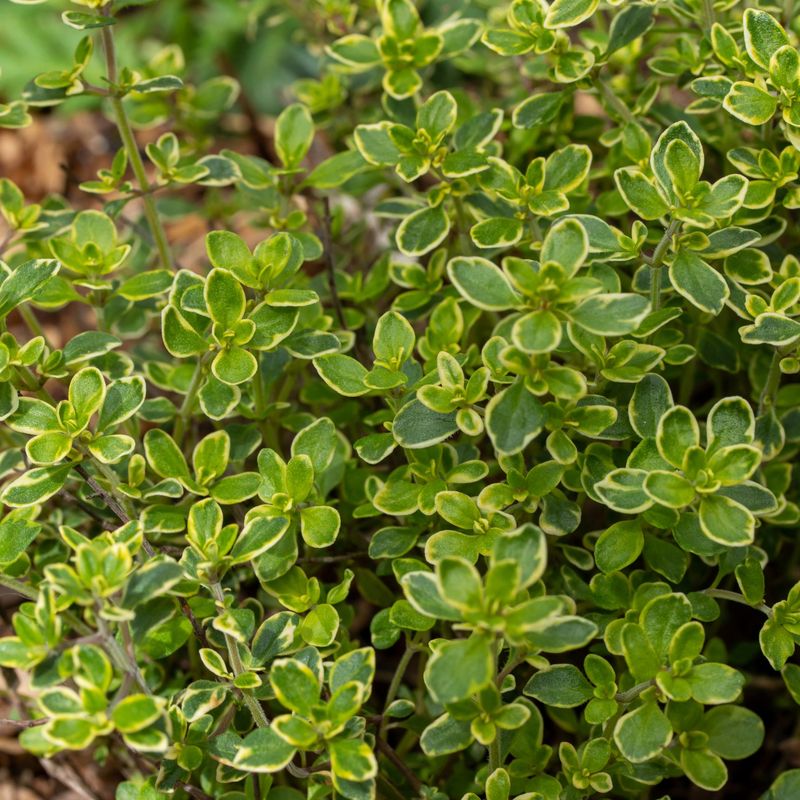 Thyme - Tiny Leaves, Tremendous Protection