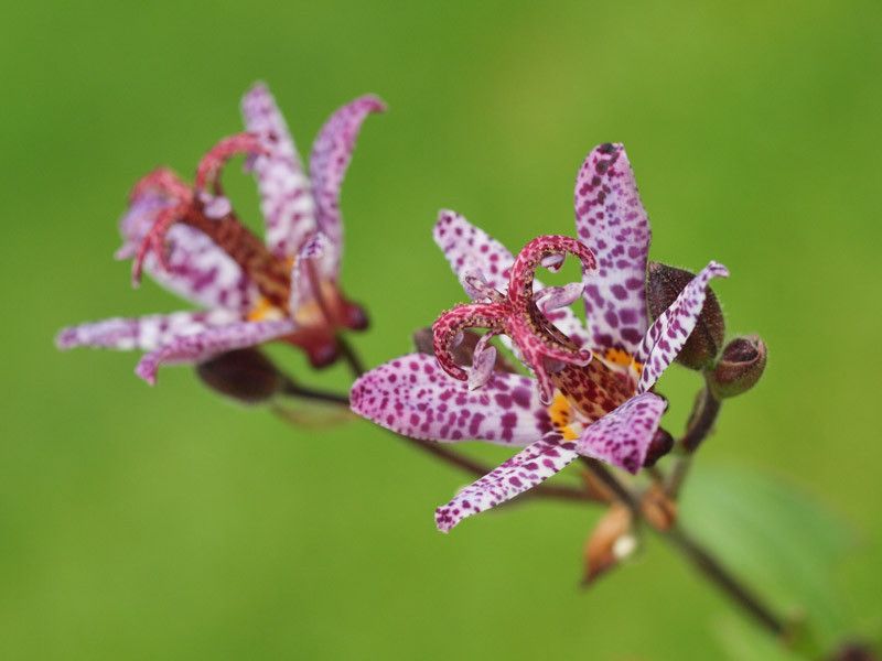 Toad Lily: Orchid-like Exotic Beauty