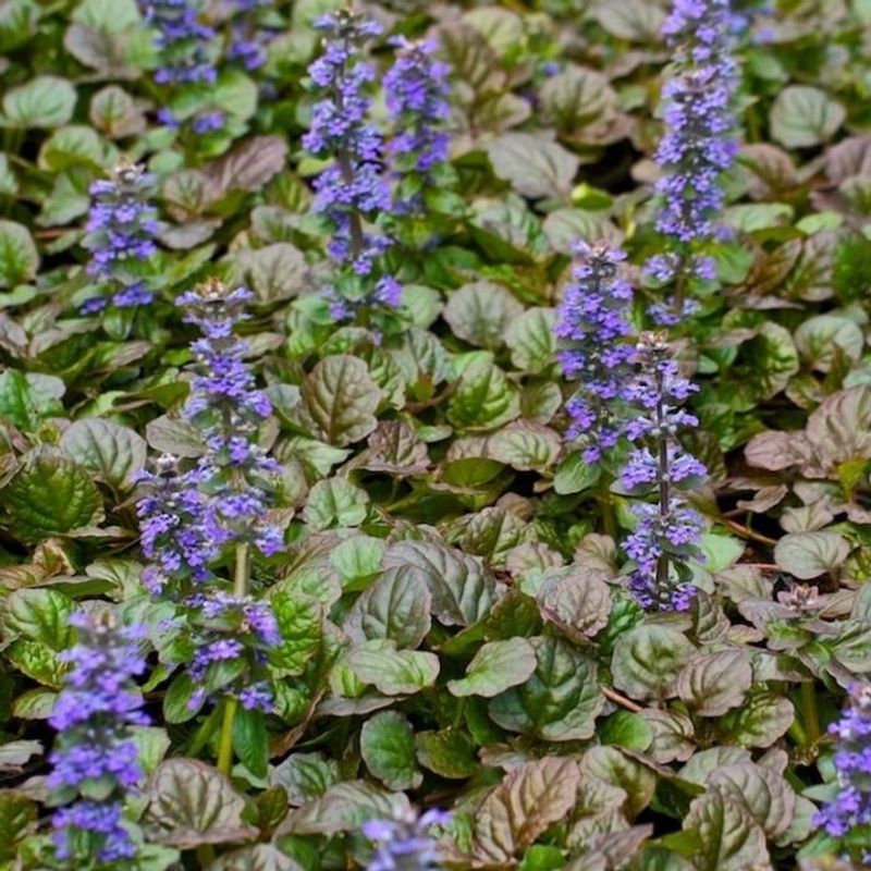 Ajuga: Purple Spikes from Living Carpet