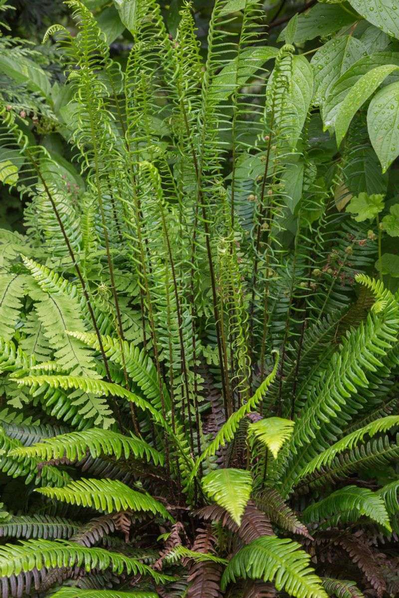 Ferns