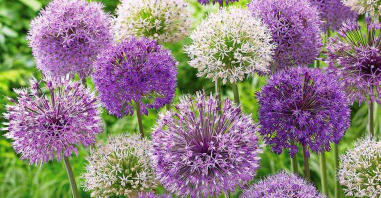 Best Bulbs to Plant in Connecticut for Spring Blooms
