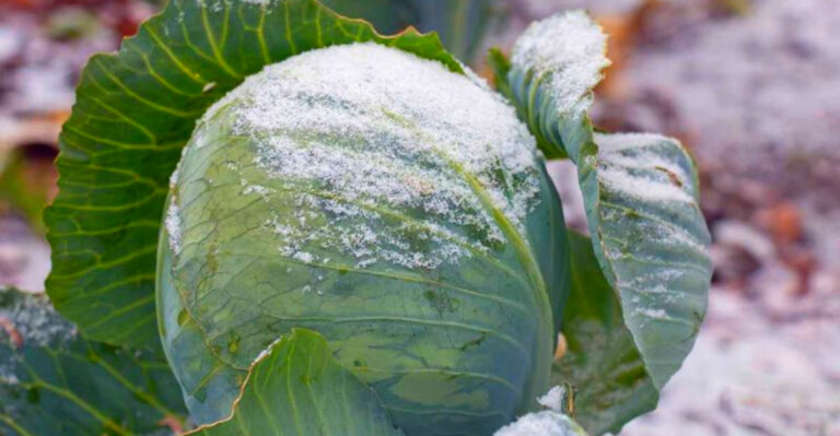 Best Cold-Hardy Vegetables for Alaska Homesteads