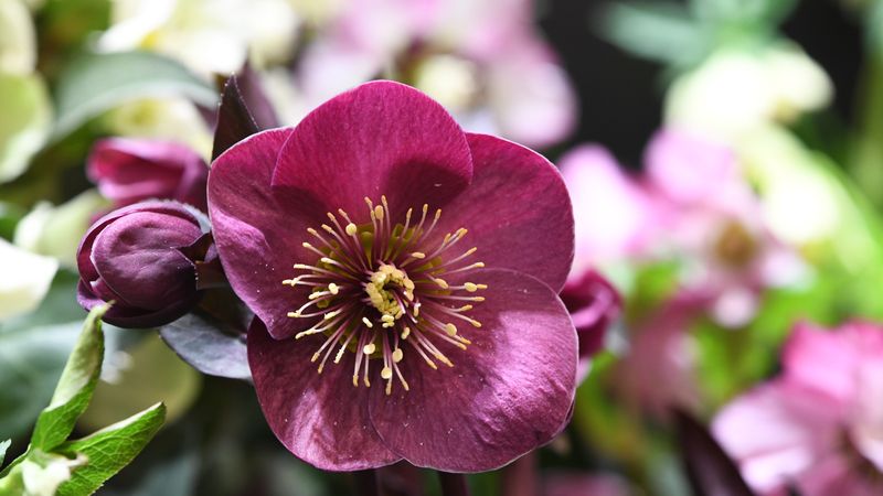 Hellebore