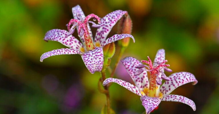 Best Perennials for Washington’s Rainy Winters