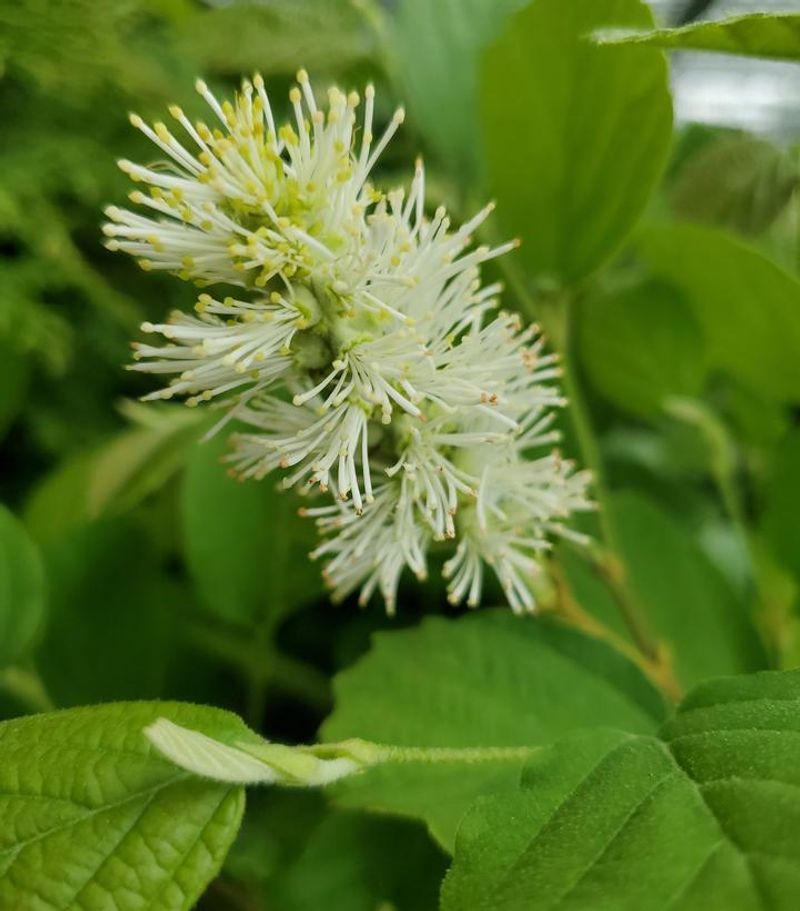 Dwarf Fothergilla