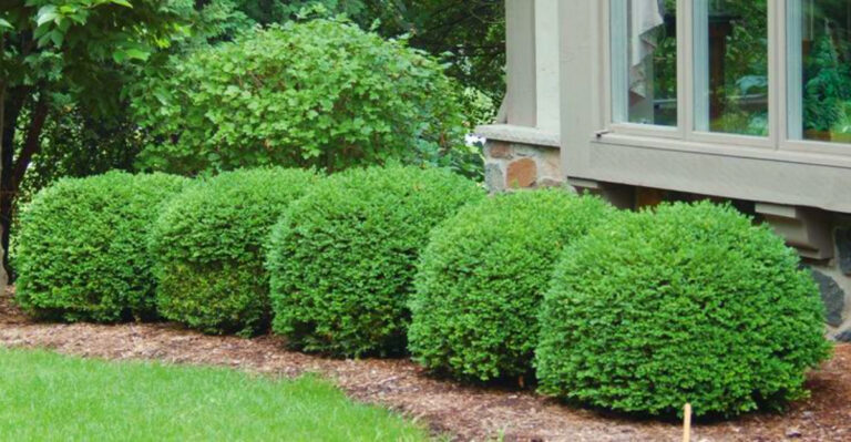 Best Shrubs for Small Yards in Connecticut
