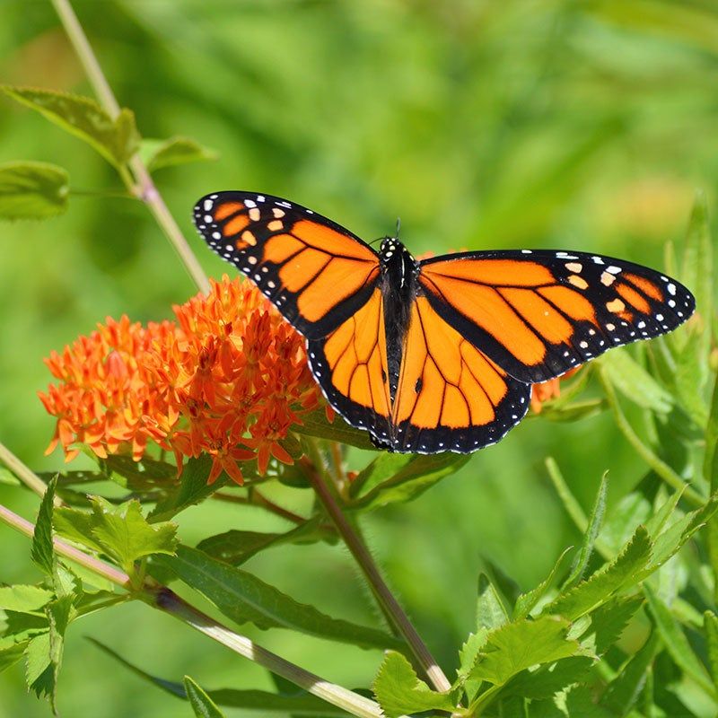 Butterfly Weed