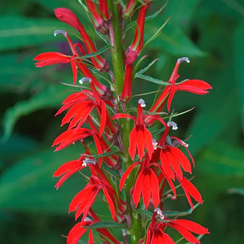 Cardinal Flower - Nature's Red Carpet