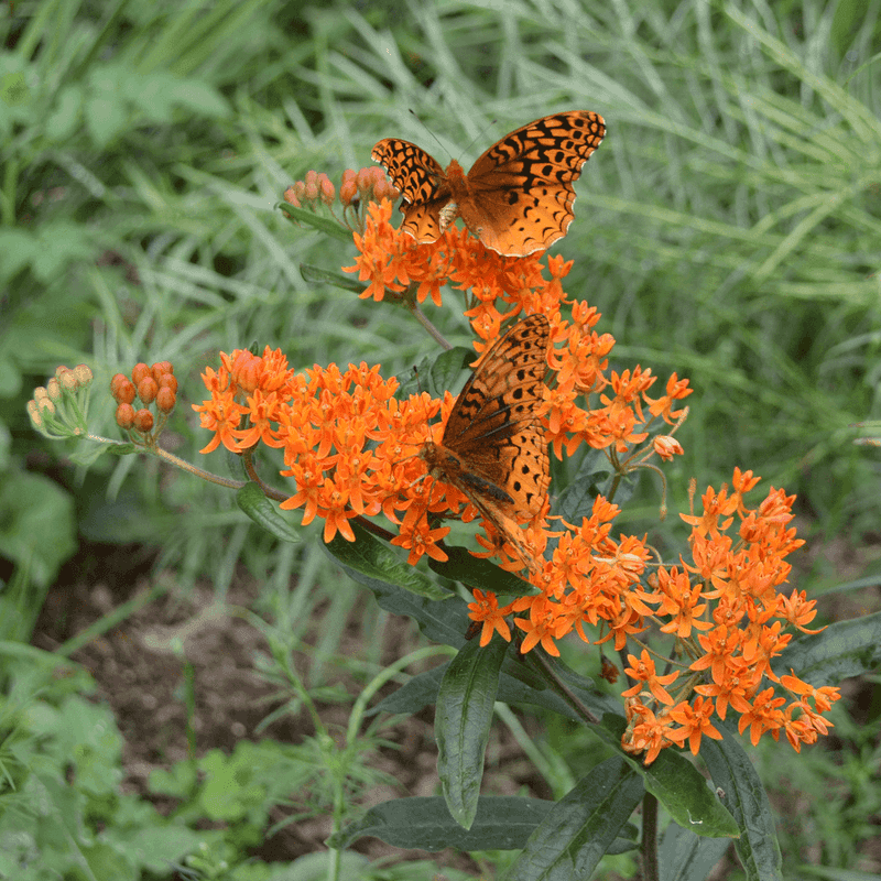 Butterfly Milkweed (Asclepias tuberosa)
