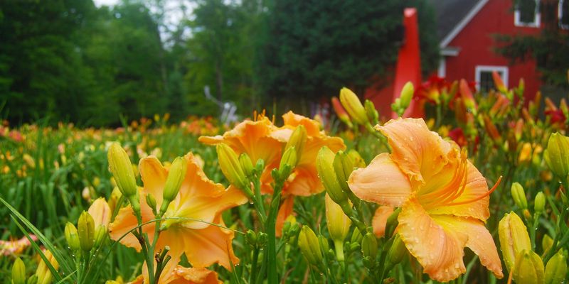 Daylilies (Hemerocallis)