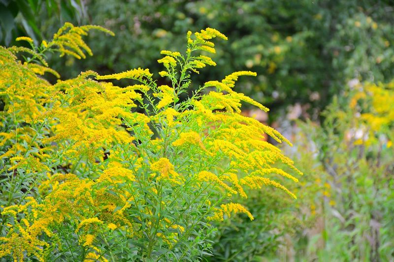 Goldenrod