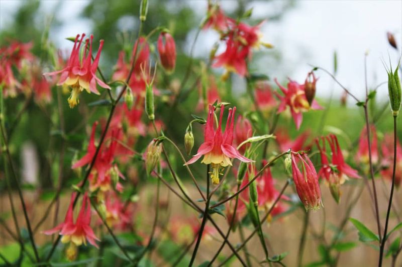Eastern Red Columbine