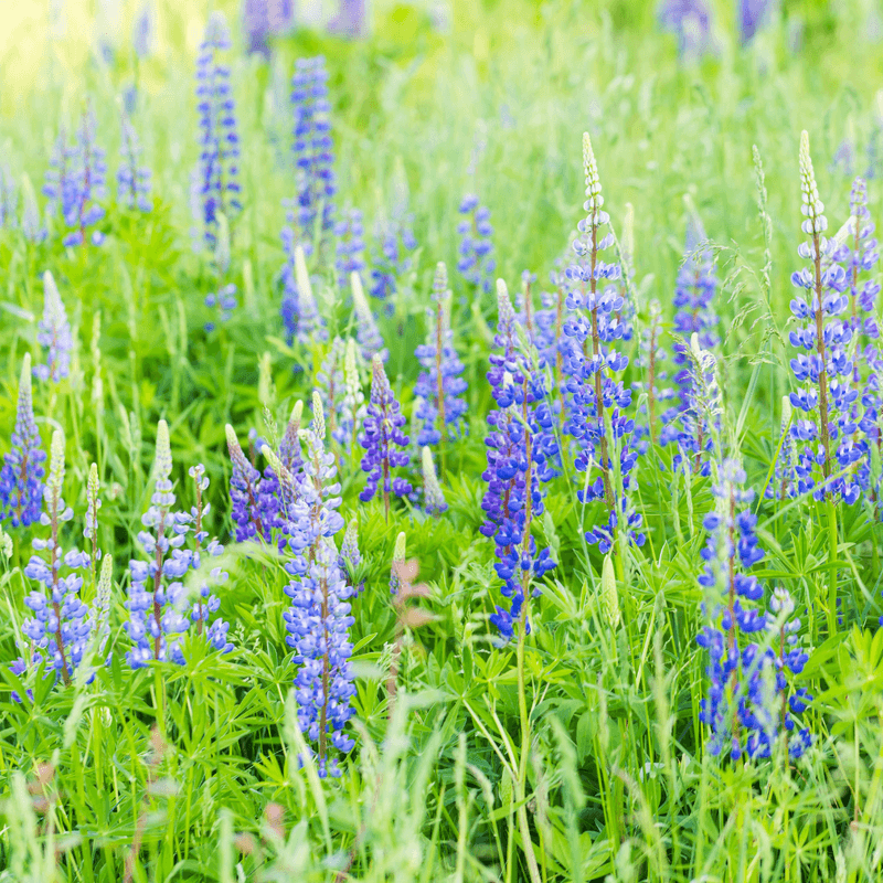 Wild Lupine