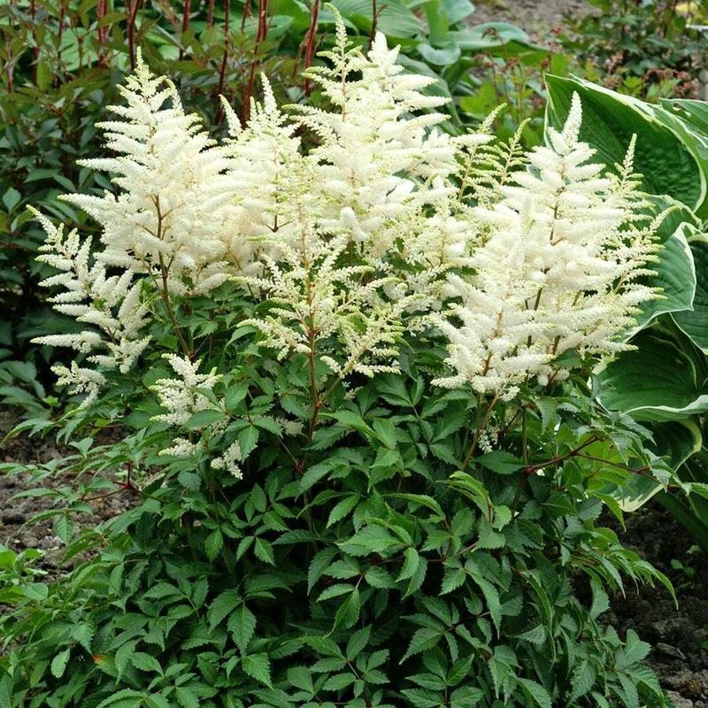 Astilbe
