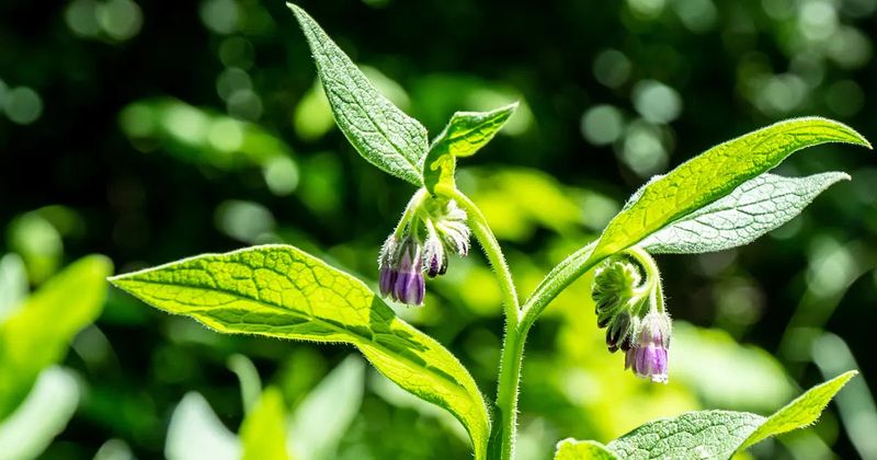 Comfrey - The Skin Healer with Deep Roots
