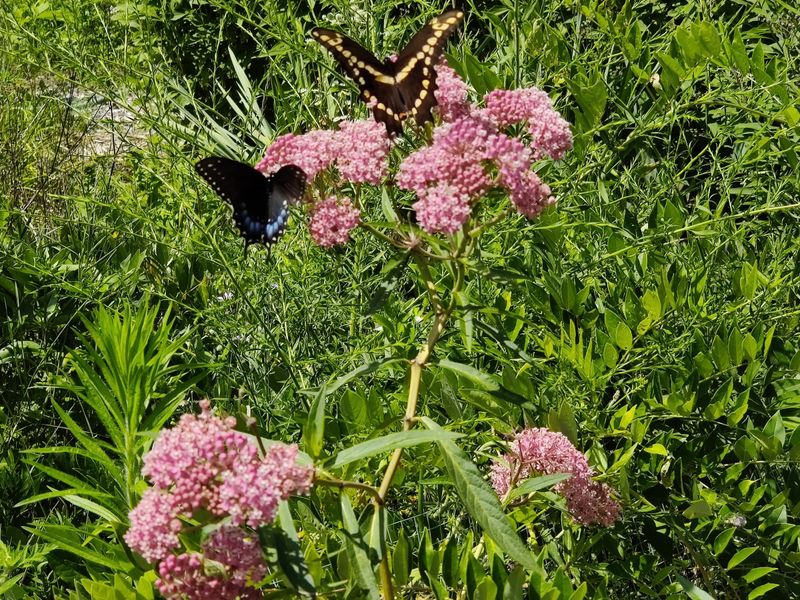 Swamp Milkweed