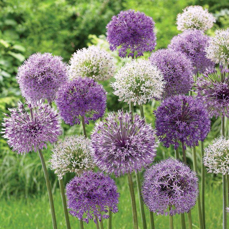 Allium