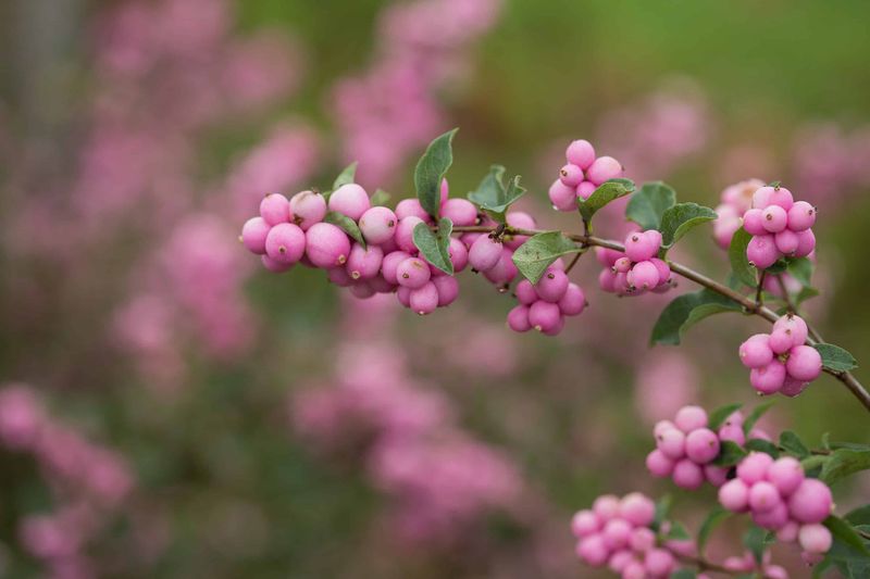 Coralberry 'Candy Coralberry'