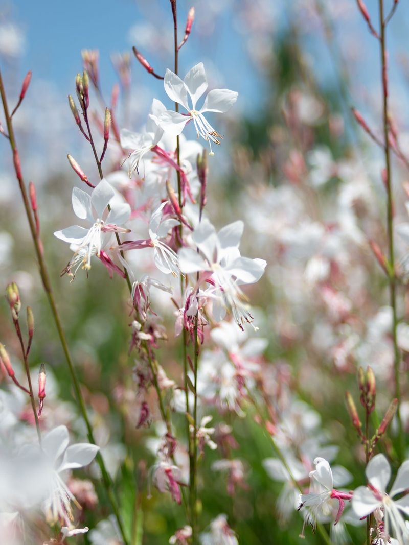 White Gaura