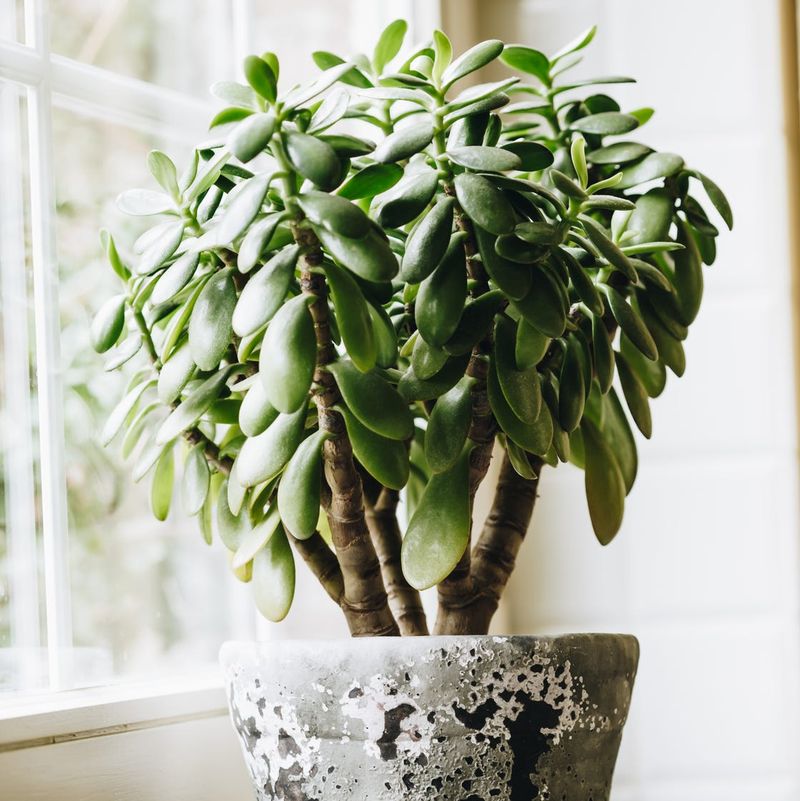 Robust Jade Plant - Living Sculpture