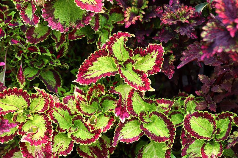 Coleus: Annual Color That Never Quits