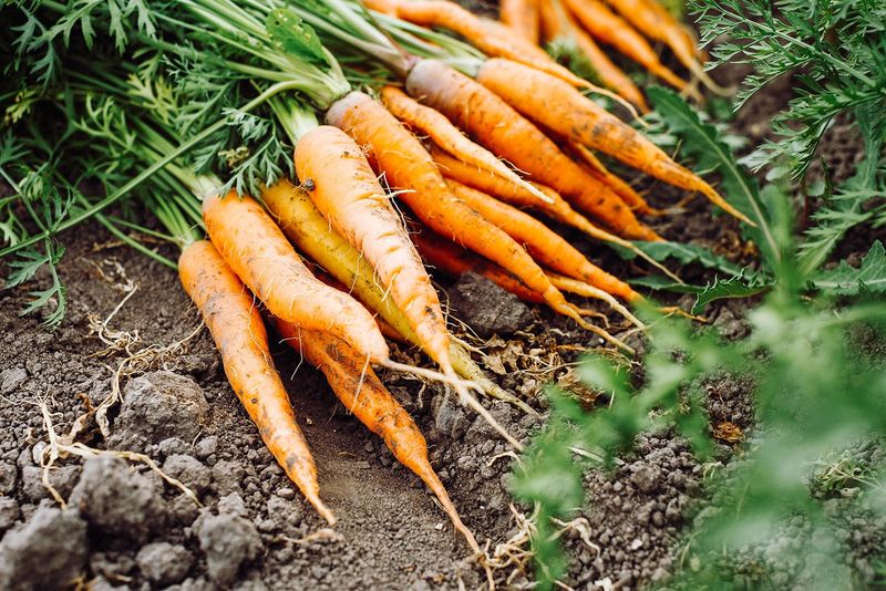 Carrots