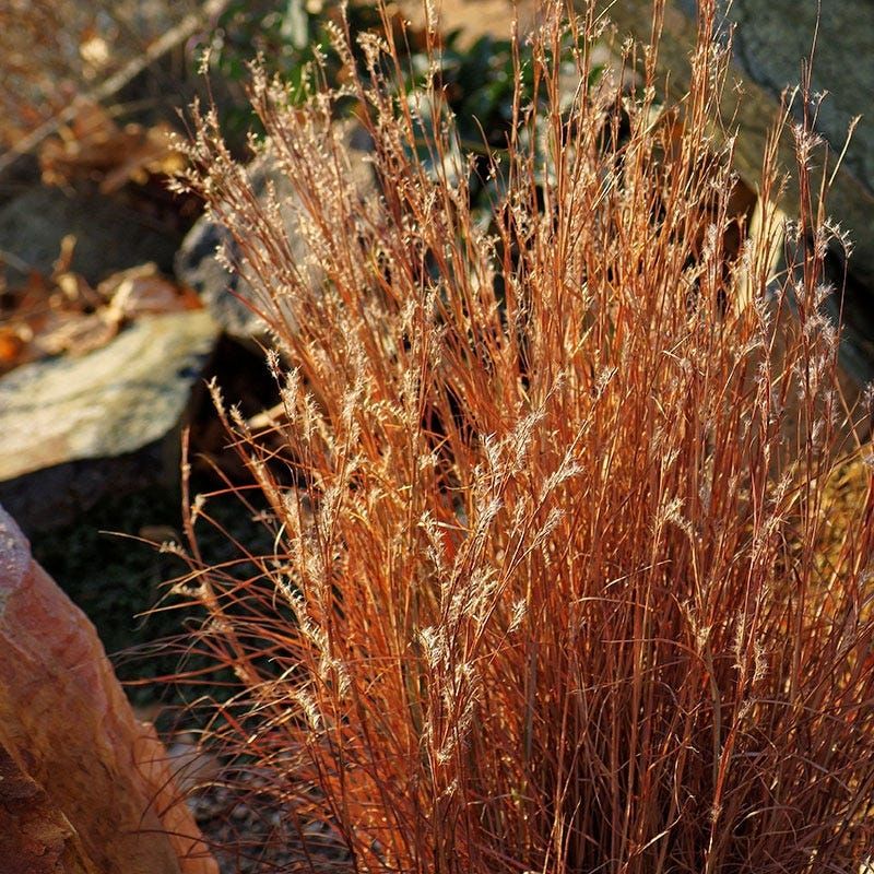Little Bluestem (Schizachyrium scoparium)