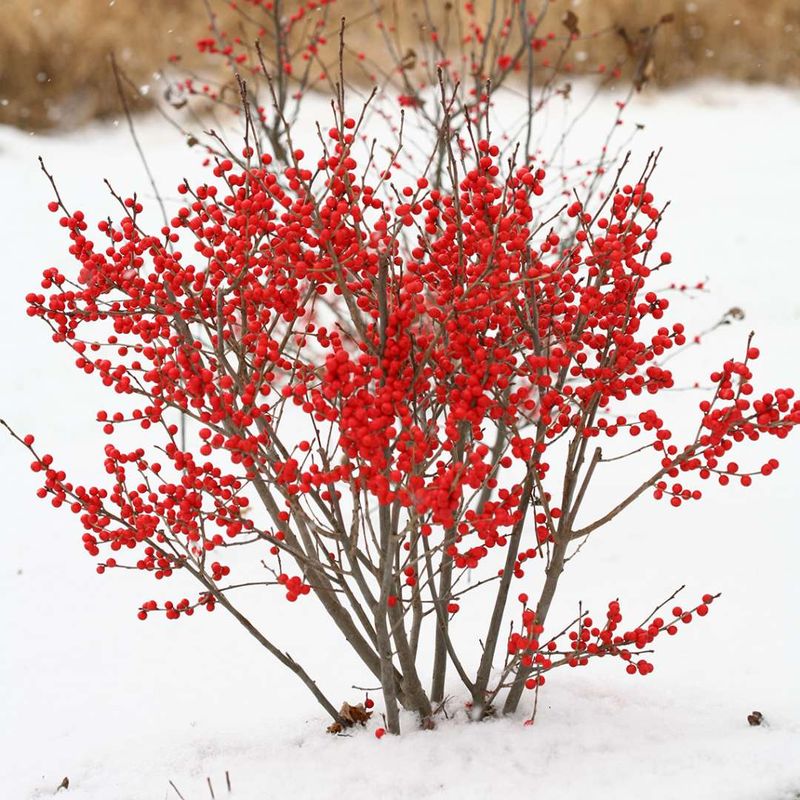 Winterberry Holly - Winter's Red Jewels