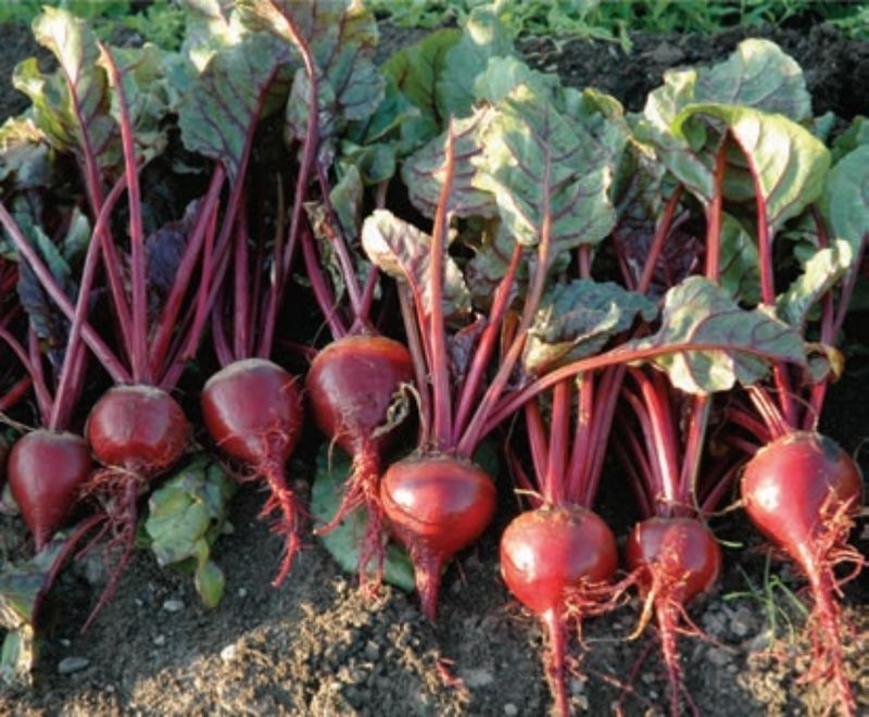 Beets