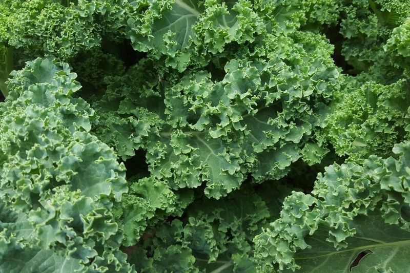 Kale