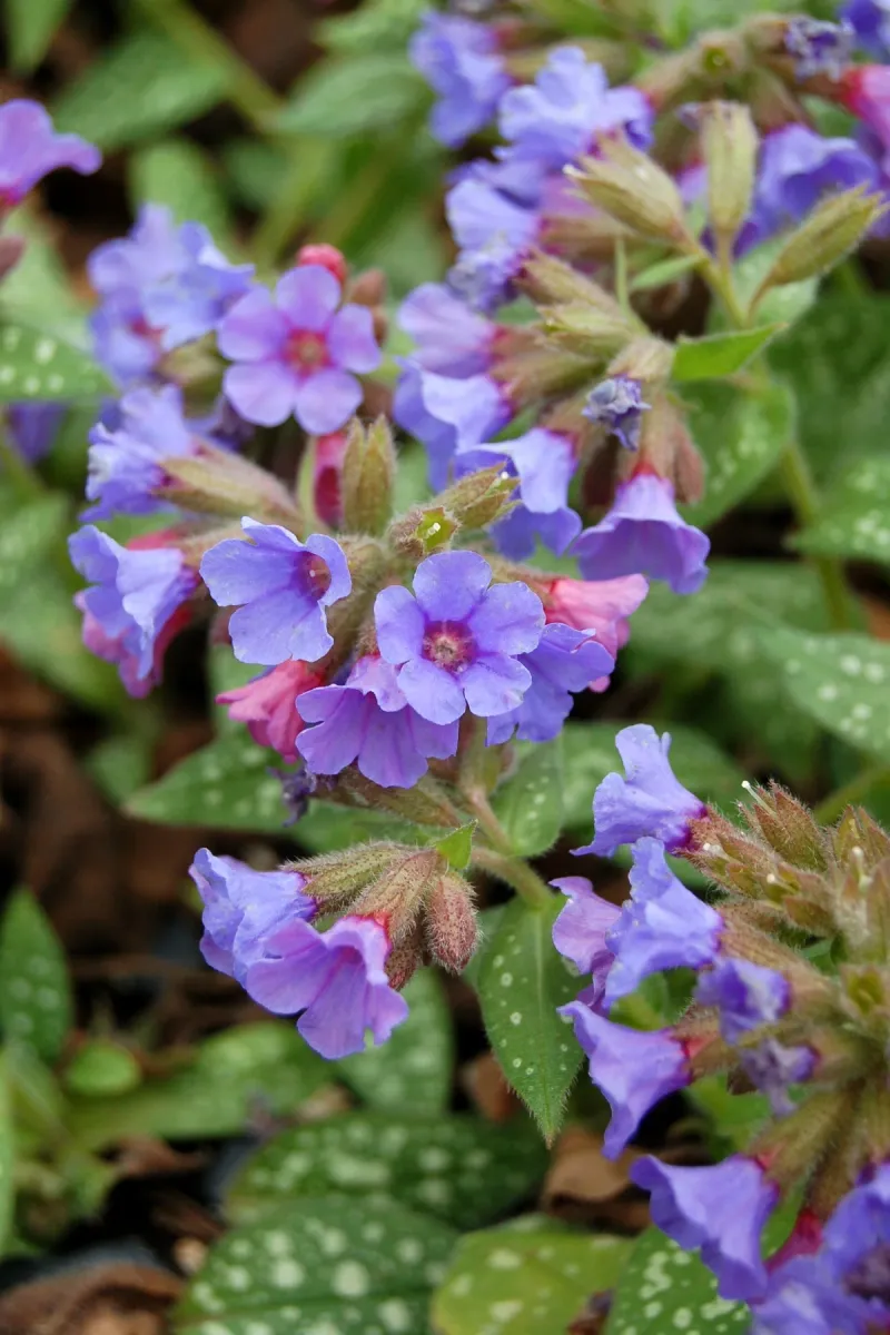 Lungwort: Spotted Beauty with Spring Charm