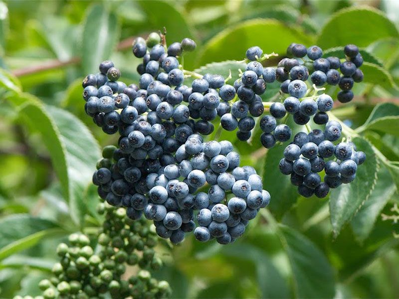 Blue Elderberry