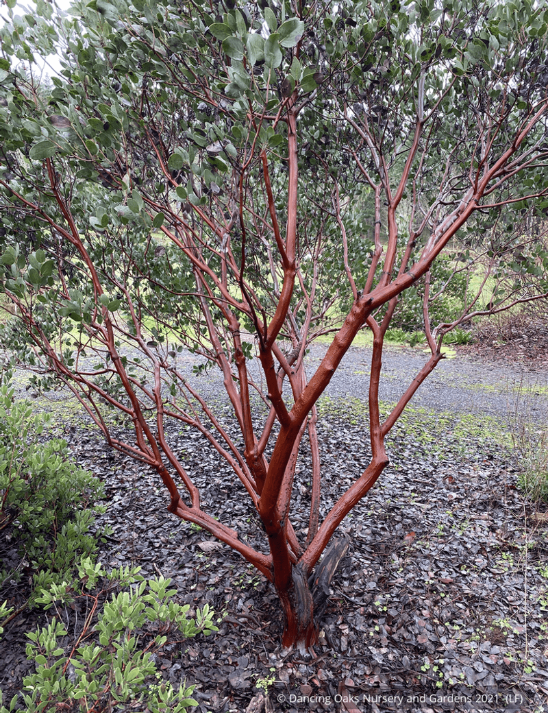 Manzanita