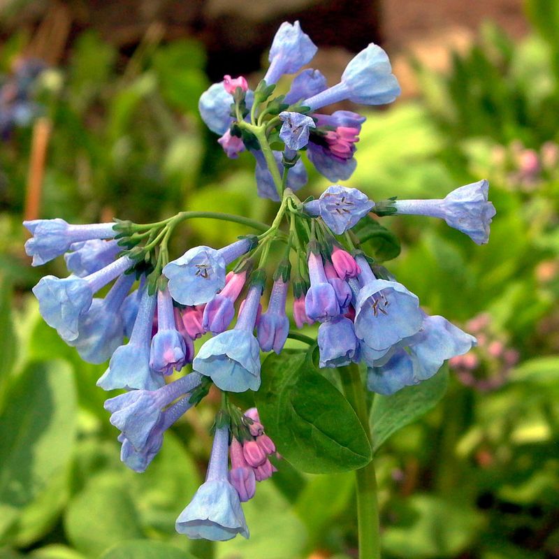 Virginia Bluebell - Spring's Sweet Surprise