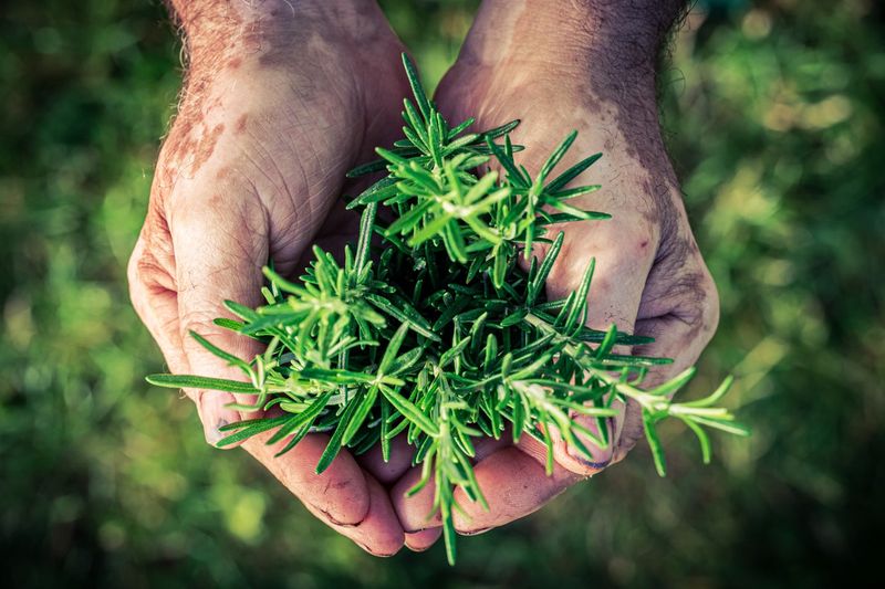 Rosemary - Kitchen Herb, Outdoor Guardian