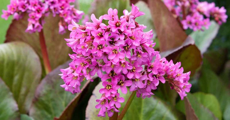 Bergenia