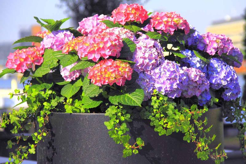 Majestic Hydrangeas - Big Blooms in Containers