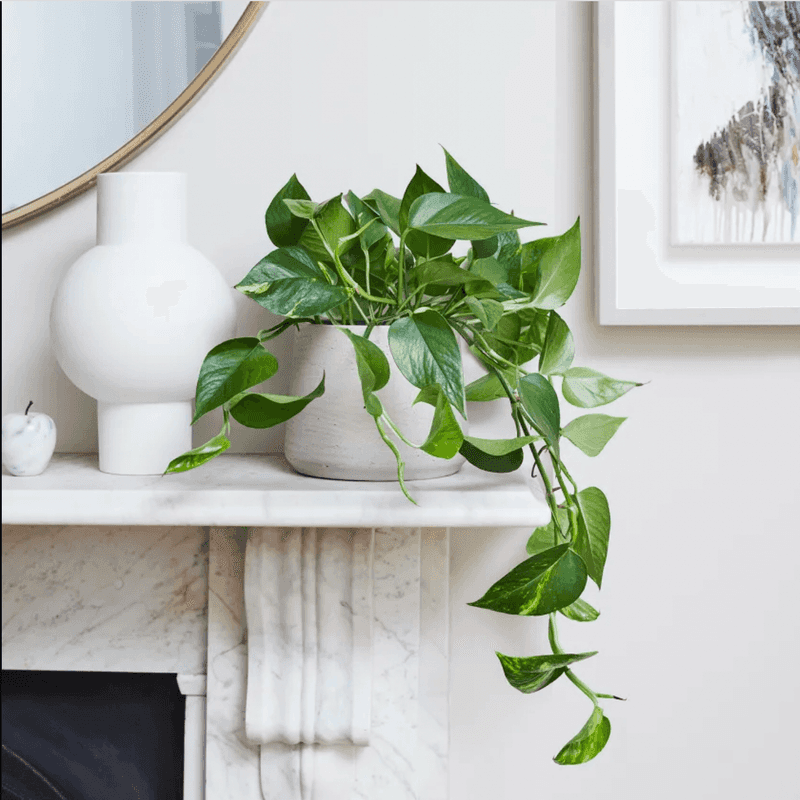 Reliable Pothos - Indoor Vine Wonder