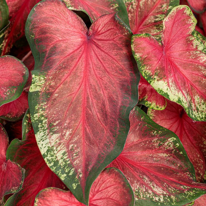 Dramatic Caladiums - Heart-Shaped Artistry